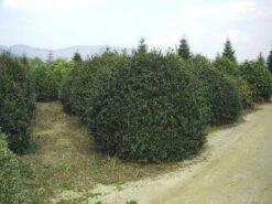 Camelia (Camellia Sasanqua) 15 Camelia (Camellia Sasanqua) -AOS Hoera Winkel 057camelliasasanquabol 45 9 1