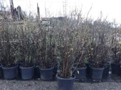 Winterzoet (Chimonanthus Praecox) 10 Winterzoet (Chimonanthus Praecox) -AOS Hoera Winkel 10