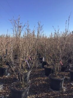 Kornoelje (Cornus Kousa 'Schmetterling') -AOS Hoera Winkel 12
