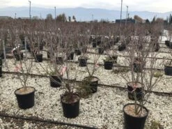 Kornoelje (Cornus Kousa 'Schmetterling') -AOS Hoera Winkel 13