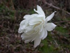 Beverboom (Magnolia Loebneri 'Wildcat') 5 Beverboom (Magnolia Loebneri 'Wildcat') -AOS Hoera Winkel 139895 2 x loebneri wildcat 319