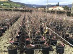 Kornoelje (Cornus Kousa 'Schmetterling') -AOS Hoera Winkel 14