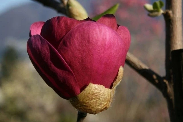 Beverboom (Magnolia 'Black Tulip') 3 Beverboom (Magnolia 'Black Tulip') - Afbeelding 3