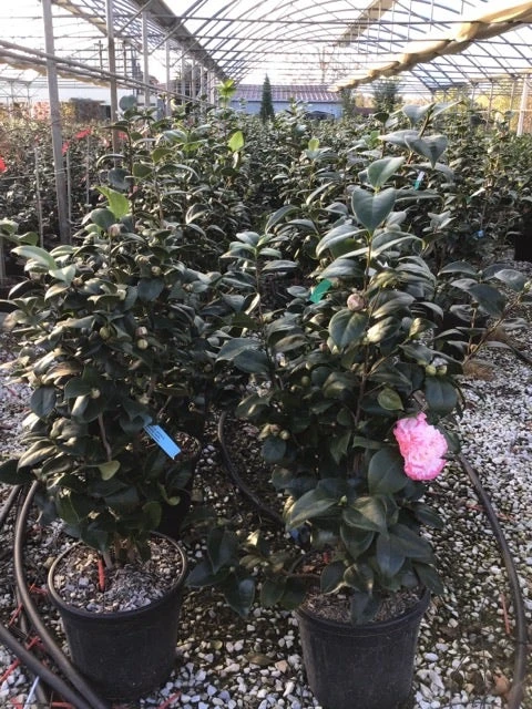 Camelia (Camellia Japonica 'Margaret Davis') 2 Camelia (Camellia Japonica 'Margaret Davis') - Afbeelding 2
