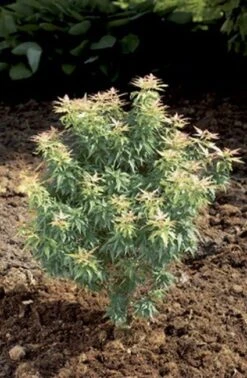 Japanse Esdoorn (Acer Palmatum 'Kotohime')