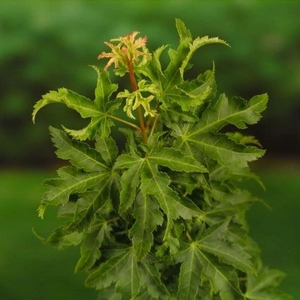 Japanse Esdoorn (Acer Palmatum 'Shishigashira') 2 Japanse Esdoorn (Acer Palmatum 'Shishigashira') - Afbeelding 2