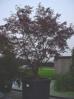 Japanse Esdoorn (Acer Palmatum 'Bloodgood') -AOS Hoera Winkel 20070701222051 12