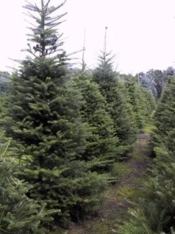 Koreaanse Zilverspar (Abies Koreana) 26 Koreaanse Zilverspar (Abies Koreana) -AOS Hoera Winkel 20070701225427 6