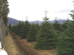 Nordmann-spar (Abies Nordmanniana) -AOS Hoera Winkel 20070701225556 21