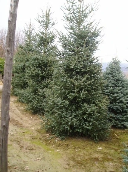 Spaanse Den (Abies Pinsapo 'Glauca') 3 Spaanse Den (Abies Pinsapo 'Glauca') - Afbeelding 3