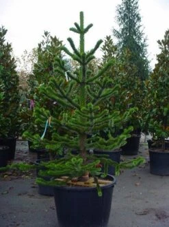 Apeboom (Araucaria Araucana) 22 Apeboom (Araucaria Araucana) -AOS Hoera Winkel 20070704140843 17