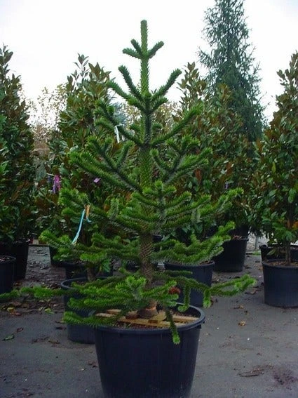 Apeboom (Araucaria Araucana) 6 Apeboom (Araucaria Araucana) - Afbeelding 6