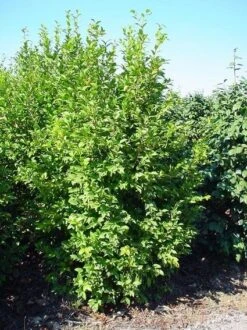 Camelia (Camellia Sasanqua) 14 Camelia (Camellia Sasanqua) -AOS Hoera Winkel 20070711001711 18 9 9