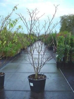 Reuzenkornoelje (Cornus Controversa 'Variegata') 19 Reuzenkornoelje (Cornus Controversa 'Variegata') -AOS Hoera Winkel 20070816183642 11