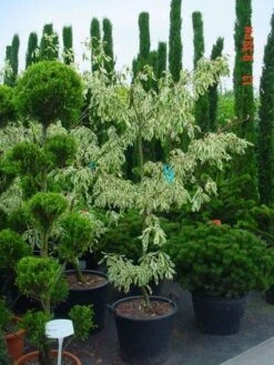 Reuzenkornoelje (Cornus Controversa 'Variegata') 23 Reuzenkornoelje (Cornus Controversa 'Variegata') -AOS Hoera Winkel 20070903144245 7