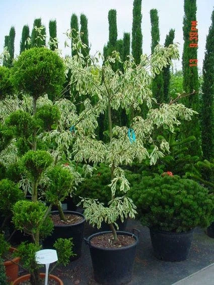 Reuzenkornoelje (Cornus Controversa 'Variegata') 9 Reuzenkornoelje (Cornus Controversa 'Variegata') - Afbeelding 9