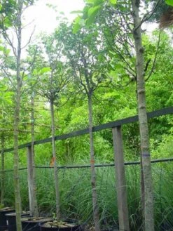 Kweepeer (Cydonia Oblonga) -AOS Hoera Winkel 20070907160839 5