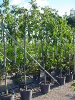 Japanse Treursierkers (Prunus Serrulata 'Kiku-shidare') 6 Japanse Treursierkers (Prunus Serrulata 'Kiku-shidare') -AOS Hoera Winkel 20071109164514 13