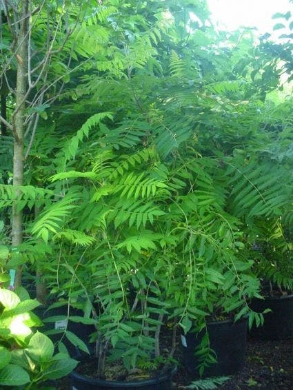 Fluweelboom, Struik (Rhus Typhina) 2 Fluweelboom, Struik (Rhus Typhina) - Afbeelding 2