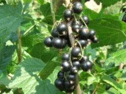 Zwarte Bes (Ribes Nigrum 'Ben Nevis') 6 Zwarte Bes (Ribes Nigrum 'Ben Nevis') -AOS Hoera Winkel 20080214151842 1