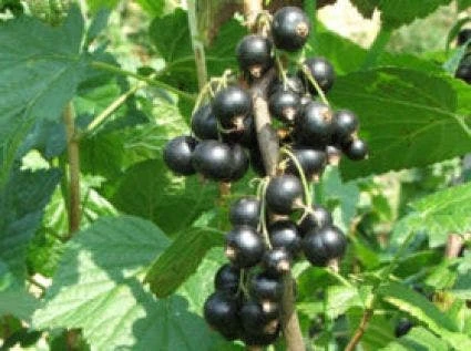Zwarte Bes (Ribes Nigrum 'Ben Nevis') 3 Zwarte Bes (Ribes Nigrum 'Ben Nevis') - Afbeelding 3