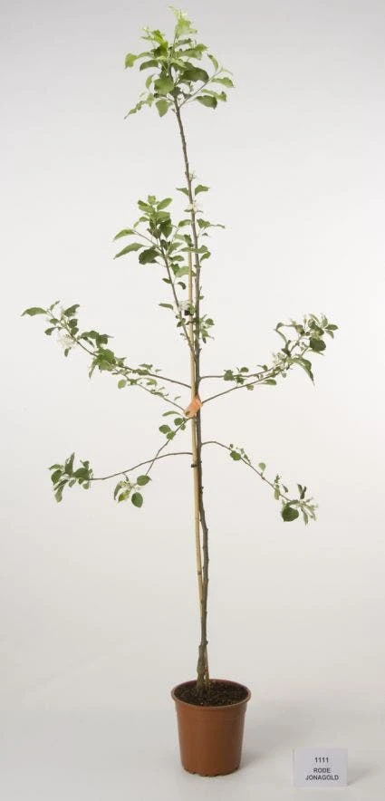 Appelboom (Malus Domestica 'Jonagold') 2 Appelboom (Malus Domestica 'Jonagold') - Afbeelding 2