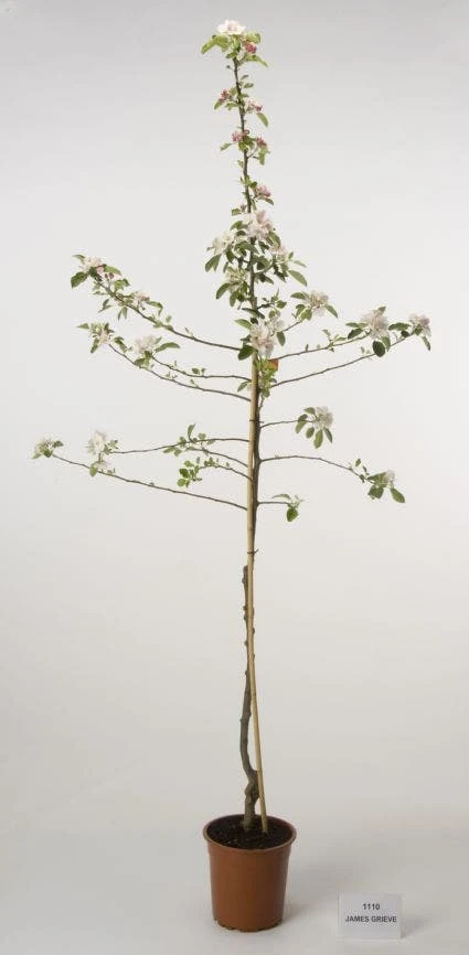 Appelboom (Malus Domestica 'James Grieve') 1 Appelboom (Malus Domestica 'James Grieve')