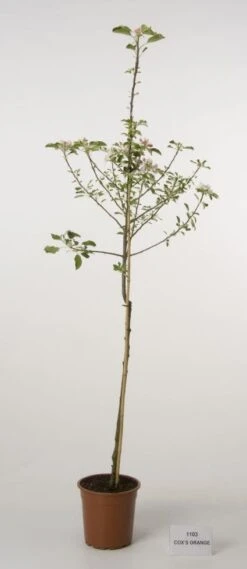 Appelboom (Malus Domestica 'Cox's Orange') -AOS Hoera Winkel 20080312144237 2