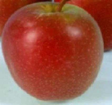 Appelboom (Malus Domestica 'Summerred') 1 Appelboom (Malus Domestica 'Summerred')