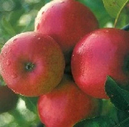 Appelboom (Malus Domestica 'Ecolette') 1 Appelboom (Malus Domestica 'Ecolette')