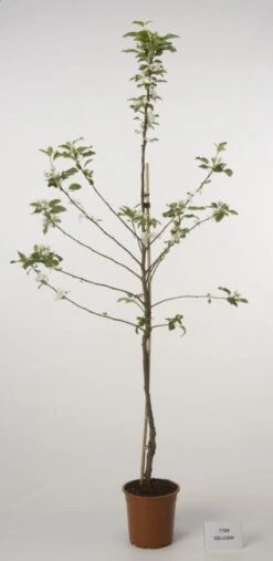 Lei-Appel (Malus Domestica 'Cox's Orange') -AOS Hoera Winkel 20080318090058 1