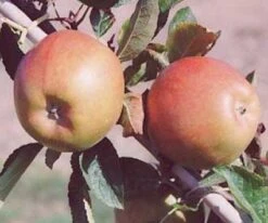 Appelboom (Malus Domestica 'Braeburn') 5 Appelboom (Malus Domestica 'Braeburn') -AOS Hoera Winkel 20080318091048 1 1