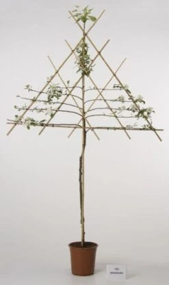 Lei-Appel (Malus Domestica 'Cox's Orange') -AOS Hoera Winkel 20080318091143 1