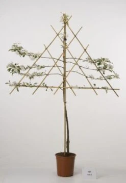 Lei-Appel (Malus Domestica 'Cox's Orange') -AOS Hoera Winkel 20080318093506 1