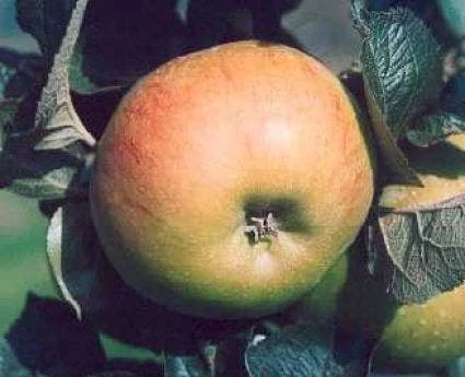 Appelboom (Malus Domestica 'Bramley Seedling') 2 Appelboom (Malus Domestica 'Bramley Seedling') - Afbeelding 2