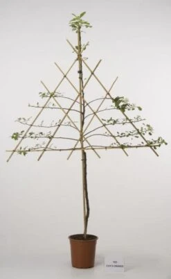 Lei-Appel (Malus Domestica 'Cox's Orange') -AOS Hoera Winkel 20080326220814 1