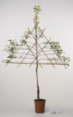 Lei-Appel (Malus Domestica 'Cox's Orange') -AOS Hoera Winkel 20080326222237 1