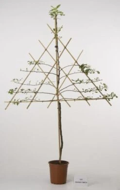 Lei-Appel (Malus Domestica 'Cox's Orange') -AOS Hoera Winkel 20080326222553 1