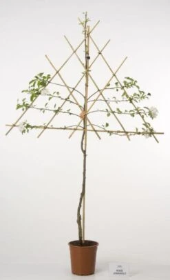 Lei-Appel (Malus Domestica 'Cox's Orange') -AOS Hoera Winkel 20080326223921 1