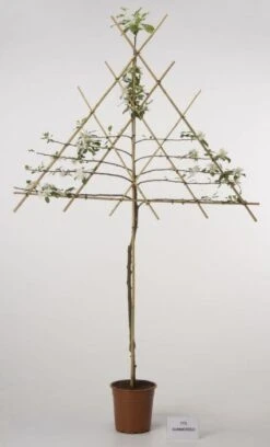 Lei-Appel (Malus Domestica 'Cox's Orange') -AOS Hoera Winkel 20080326224211 1