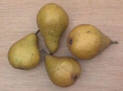 Perenboom (Pyrus Communis 'Gieser Wildeman') 8 Perenboom (Pyrus Communis 'Gieser Wildeman') -AOS Hoera Winkel 20080417131017 6