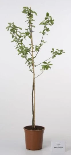 Kweepeer (Cydonia Oblonga) -AOS Hoera Winkel 20080417145544 2