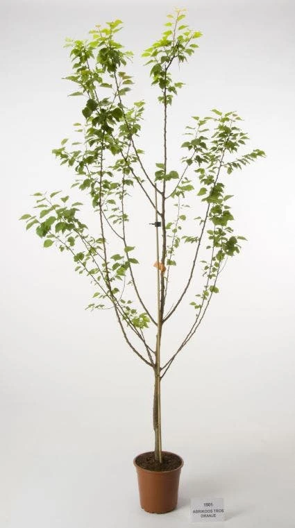 Abrikozenboom (Prunus Armeniaca 'Hongaarse') 1 Abrikozenboom (Prunus Armeniaca 'Hongaarse')