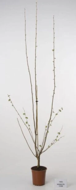 Hazelaar/Hazelnoot (Corylus Avellana 'Webb's Prize Cob') -AOS Hoera Winkel 20080417160452 1