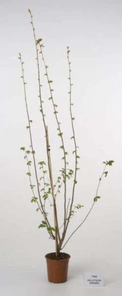 Hazelaar/Hazelnoot (Corylus Avellana 'Webb's Prize Cob') -AOS Hoera Winkel 20080417161730 1