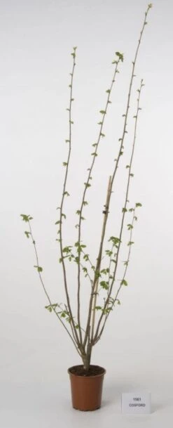 Hazelaar/Hazelnoot (Corylus Avellana 'Webb's Prize Cob') -AOS Hoera Winkel 20080417162735 1