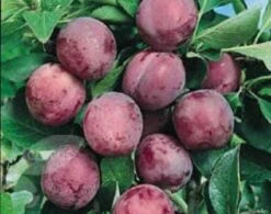 Pruimenboom (Prunus Domestica 'Opal') 5 Pruimenboom (Prunus Domestica 'Opal') -AOS Hoera Winkel 20080513133956 3