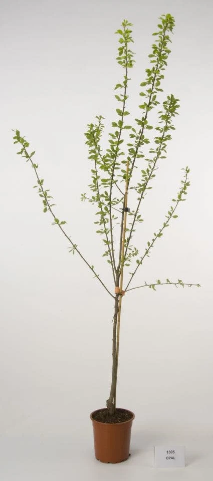 Pruimenboom (Prunus Domestica 'Opal') 1 Pruimenboom (Prunus Domestica 'Opal')