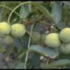 Walnotenboom (Juglans Regia 'Buccaneer')