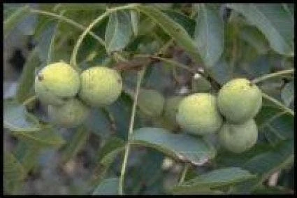 Walnotenboom (Juglans Regia 'Buccaneer') 1 Walnotenboom (Juglans Regia 'Buccaneer')